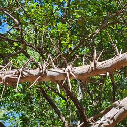 ganz en stachelige Kolleg