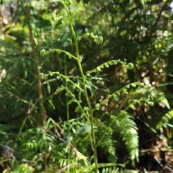 Teenage fern