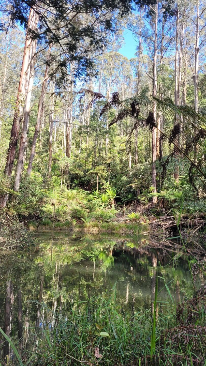 RJ Hamer Arboretum