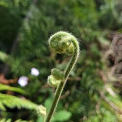Baby fern