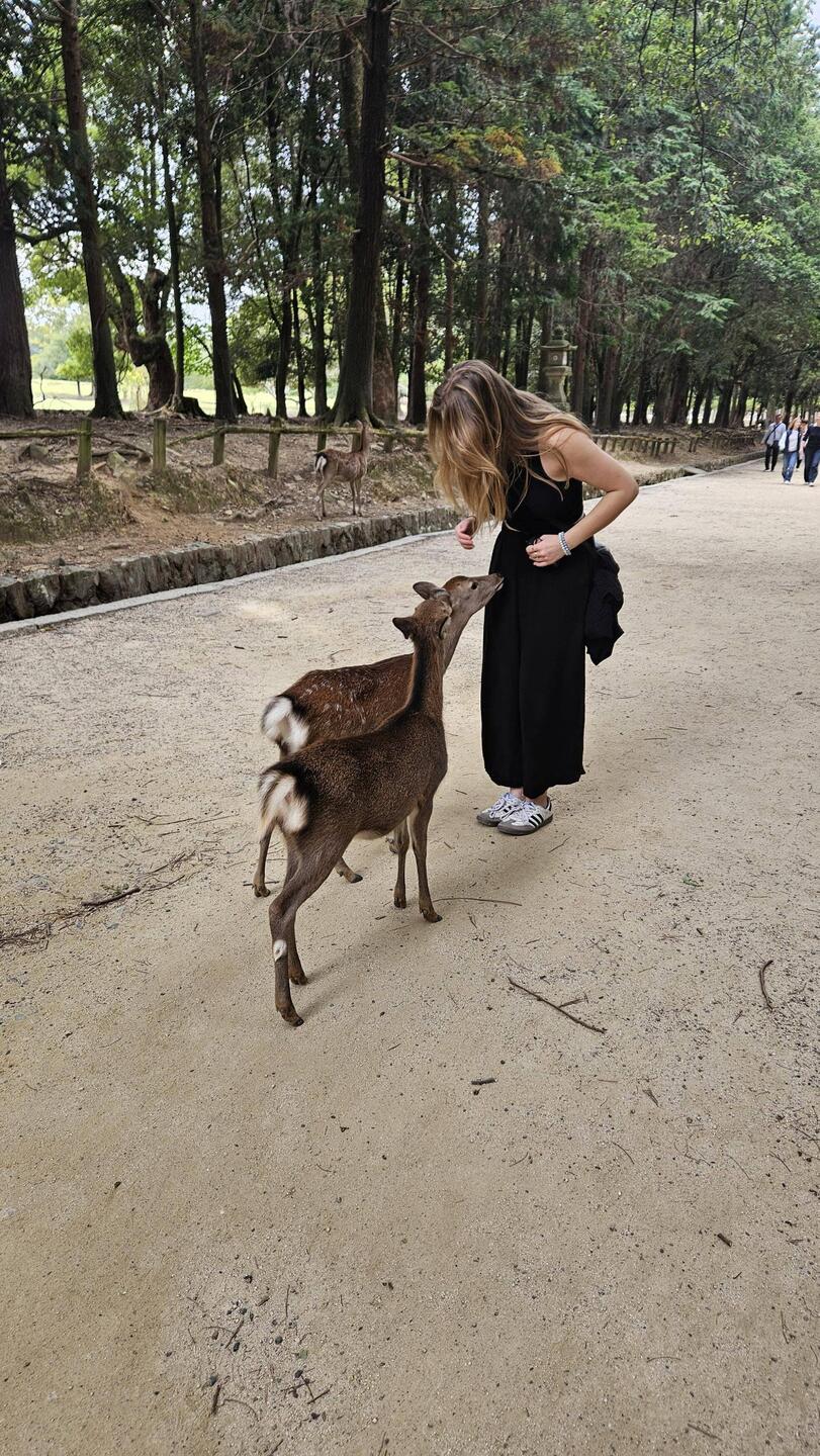 🦌