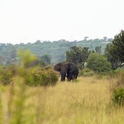 Der Buschelephant