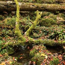 Die Quelle des Wasserfalls