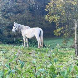 Für 50€ kann man den Anstieg auch auf einem Pferd machen. Der Weg ist voller Pferdemist.