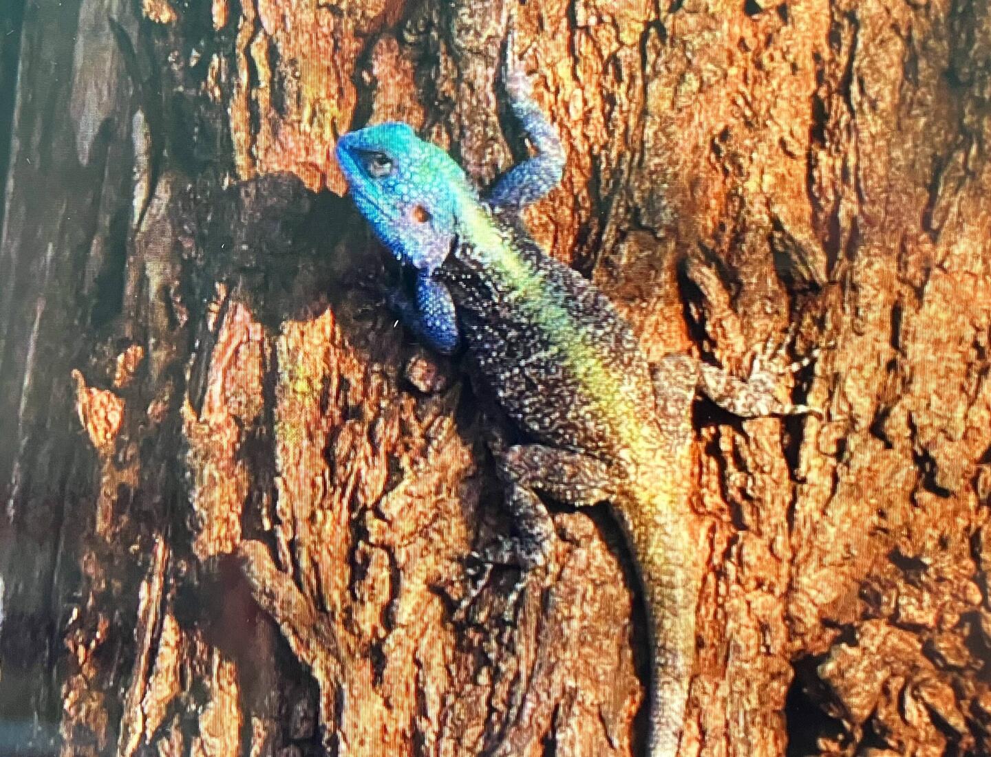 Rock Agama Echse