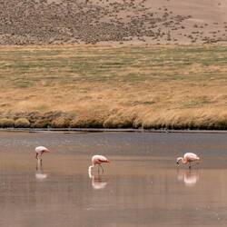 Flamingos auf 5000m