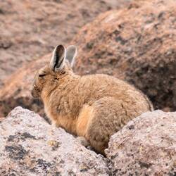 Viscacha - Cuvierhasenmaus