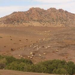 Das die Schafe in der kargen Landschaft überhaupt etwas zu fressen finden...