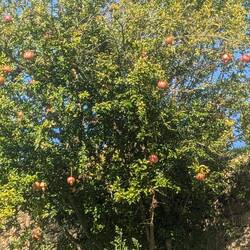 Pomegranates