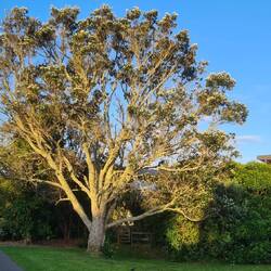 Auckland besticht durch viel Grün und schöne Parks