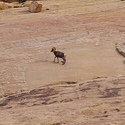 Bighorn Sheep