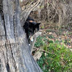 Scratching post