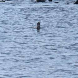 A penguin swimming by