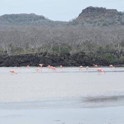 Galapagos flamingoes