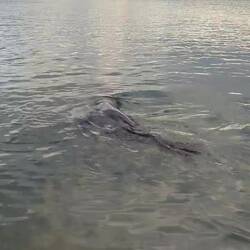 Another curious sea lion