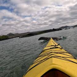 A sealion diving in front of me