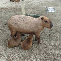 Oh yeah! Capybaras!