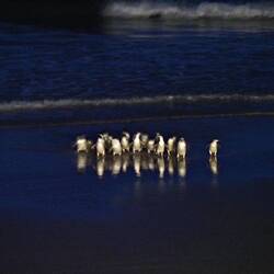 Wenn auch unscharf, aber Rückkehr der Pinguine 😍