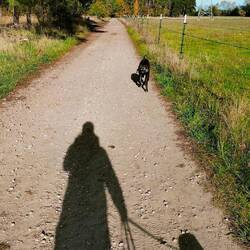 Nun läuft der gefährliche 🐕 frei
