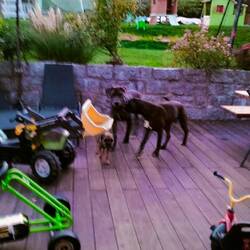 Nicht 1 Bild von den Neffen