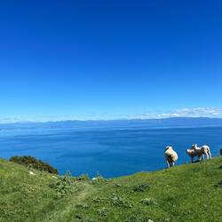 🐑