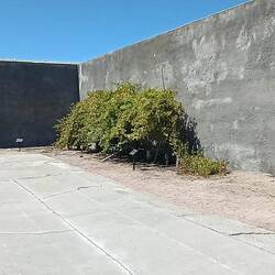 Das Stück Garten wurde von Mandela genutzt