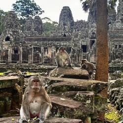 Aapjes bij de Bayon temple