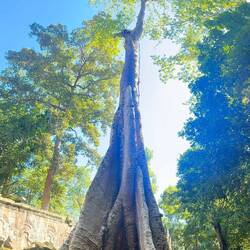 Heeeele kleine boom!