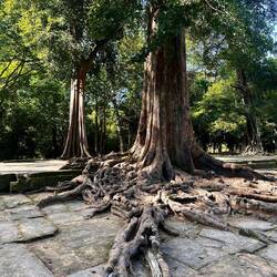Ta prohm