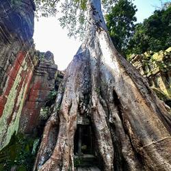 Ta prohm