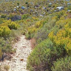 Chapman's Peak Wanderweg