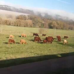 Es blüht bei Erfurt.