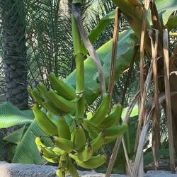 Bananen