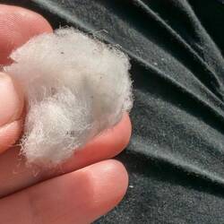 Auflösung: Es ist Baumwolle! Hier wird grossflächig Baumwolle angepflanz & die Ernte ist fast vorbei