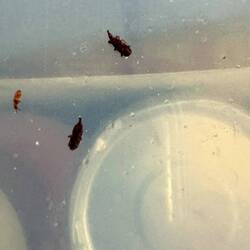 Rüsselkäferbefall von 2 Vorratskisten