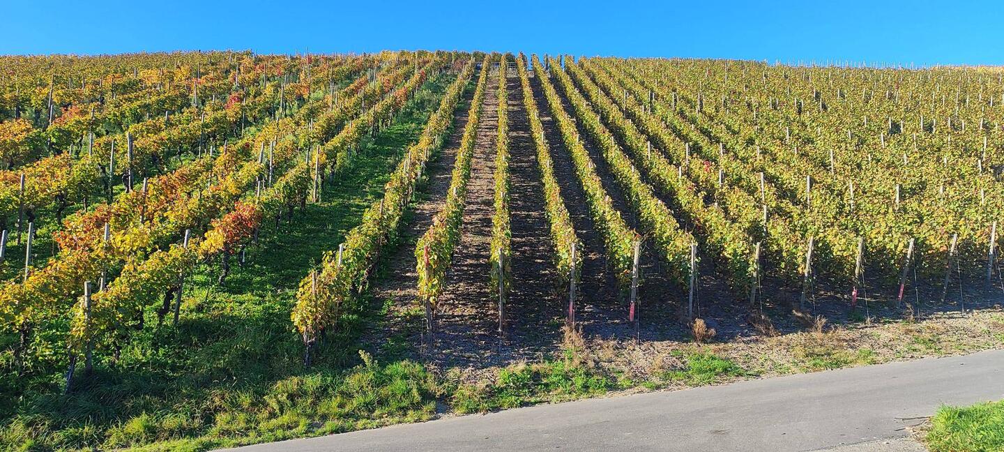Nochmals Herbst🍀