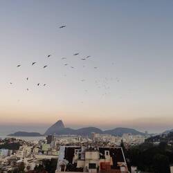 Hunderte Fregattvögel über Rios Sonnenuntergang