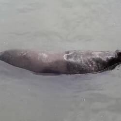 Sea lions in Marina of Punta del Este.
