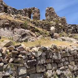 Den Schafen scheint die Ruine auch zu gefallen