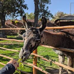 Wahrscheinlich ein Lama? (Google Lens sagt Giraffe)