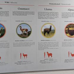 Lamas und ihre Verwandten. Man sieht: Alpacas sind kleiner und haben eine platte Nase