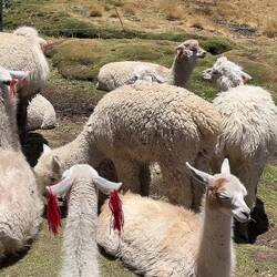 Ganz schön flauschig (jetzt ist aber auch gut mit Lama-Bildern)