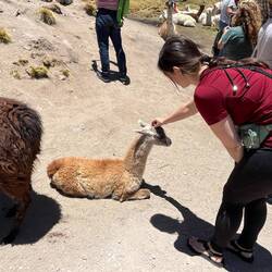Wir machen einen weiteren kurzen Stopp zum Lamas streicheln