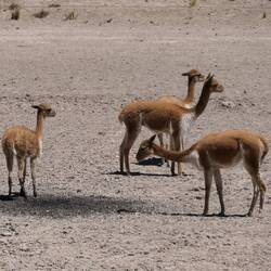 Wir sehen süße Vicunas (an ihrer öffentlichen Toilette)