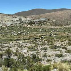 Auf dem Weg sehen wir sehr viele Alpakas (oder Lamas)