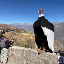 Wie groß die Person in dem Kondor-Kostüm wohl ist?