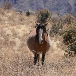Eine Kugel mit Beinen