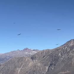 Die Kondore sieht man hier nur zu bestimmten Uhrzeiten