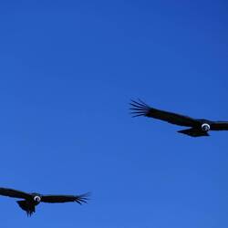 Bis zu 3 m Spannweite haben die Kondore