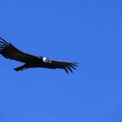 Eine sehr spezielle Gesichtsform